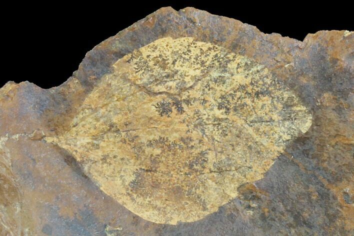Paleocene Fossil Leaf - North Dakota #97948